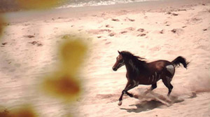 Horse Running